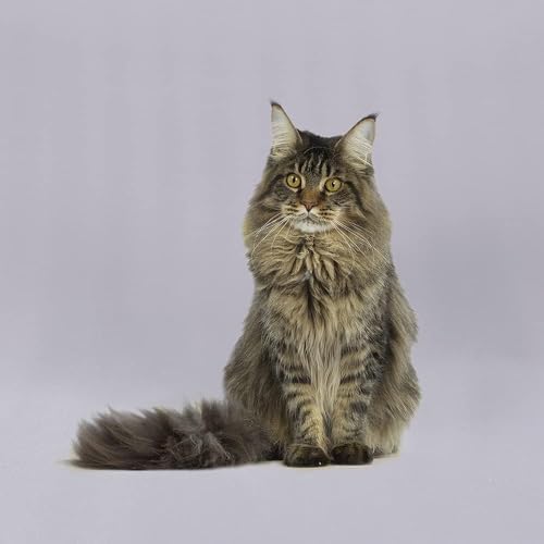 10FTx10FT Grey Backdrop Background for Photography Photoshoot, alternate view 4