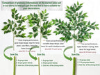 130pcs Italian Ruscus Greenery Stems 68cm Artificial Smilax Greenery Branch, alternate view 5
