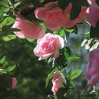2 Pack Artificial Pink Rose Garland Vine, alternate view 2