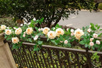 2 PCS 12FT Bendable Flower Garland, Artificial Rose Vine for Home Decor, alternate view 3