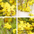24 Inch Spring Wreath for Front Door, Artificial Yellow Forsythia Flower Grapevine Wreath for All Seasons, alternate view 4