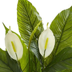 26” Spathiphyllum Artificial (Real Touch) Silk Plants Green, alternate view 2