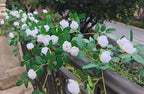 2PCS x 6FT Rose Garland Artificial Flower Vine for Home Decor, White in White