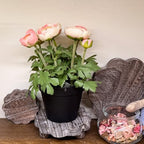 3 Pack Small Scalloped Wood Risers for Display, Wooden Stands with Removable Feet Farmhouse Rustic Decor for, alternate view