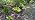 4 Pack Solar Spot Lights Outdoor Waterproof, Landscape Spotlights, alternate view 7