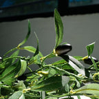 4 Strands Faux Olive Branches Garland 67IN Greenery Garland for Table Decor, alternate view 2