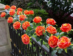 6FT Bendable Artificial Flower Garland Faux Rose Vine for Home Decor in Orange, alternate view 2