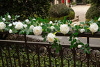 6FT Bendable Flower Garland, Artificial Rose Vine for Wedding Decor, White in White, alternate view 4