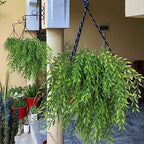 6Pcs Artificial Weeping Willow Plastic Leaves Greenery UV Resistant, alternate view 2