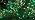 75.8 FT 200 LED Extendable Green Christmas String Lights Indoor Outdoor, alternate view 7