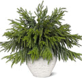80Pcs 18"Lifelike Touch Artificial Christmas Norfolk Pine Branches for Vase