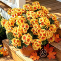 Artificial Fall Flowers Geraniums for Outdoors Front Porch Decor in Yellow