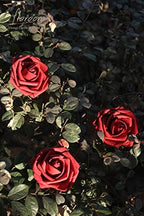 Artificial Flowers 50pcs Real Looking Dark Red Foam Fake Roses with Stems for DIY Wedding Bouquets Bridal Shower, alternate