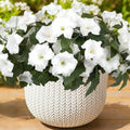 Artificial Flowers for Outdoors, Faux Petunias Spring Summer Decoration, Fake Flowers Plants UV Resistant Look