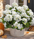 Artificial Geranium Fake Flowers for Outdoors Decoration, 6 Bundles Silk Geraniums White Flower UV Resistant