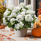 Artificial Geranium Fake Flowers for Outdoors Decoration, 6 Bundles Silk Geraniums White Flower UV Resistant, alternate view