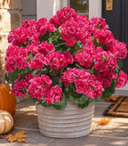 Artificial Geranium Fake Flowers for Outdoors Decoration, 6 Bundles Silk Geraniums Flower UV Resistant Look Real