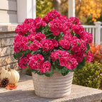Artificial Geranium Fake Flowers for Outdoors Decoration, 6 Bundles Silk Geraniums Flower UV Resistant Look Real, alternate