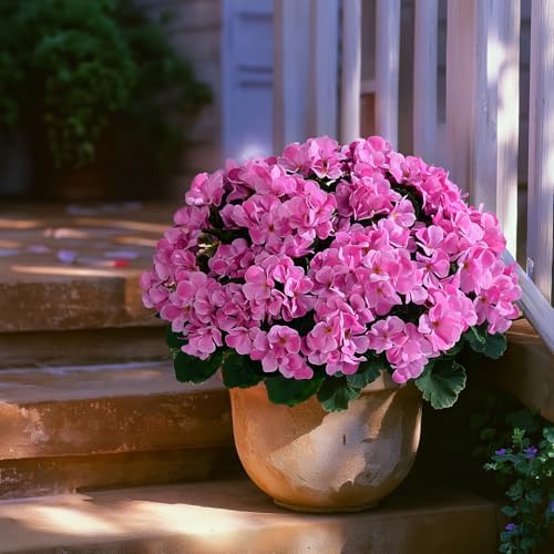 Artificial Geranium Flowers for Outdoor 10 Pcs Artificial Flower Fake Flowers with Stems Silk Realistic Look