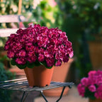 Artificial Geranium Flowers for Outdoor 10 Pcs Artificial Flower Fake Flowers with Stems Silk Realistic Look, alternate view
