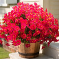 Artificial Morning Glory Flowers with Eucalyptus - 16 Bundles UV Resistant Rose Red Faux Silk Plastic Fake