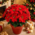 Artificial Red Poinsettia Flowers, Realistic Christmas Flowers, 6