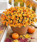 Daisy Artificial Flowers for Outdoors Autumn Fall Decor, 6 Bundles Fake Mums Orange Silk Flowers for Outside