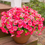 Fake Plants Artificial Flowers for Outdoor Outside Decor, 12 Bundles Faux Flowers Silk Hot Pink Morning Glory, alternate view