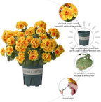 Geraniums Artificial Flowers for Outdoors, 2 Pack Potted Plants Faux Geraniums Bush Artificial Topiaries, alternate view 7