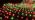 Outdoor Christmas Net Lights, 12FT x 5FT 360 LED Mesh String Light with 8 Lighting Mode, Connectable Waterproof, alternate