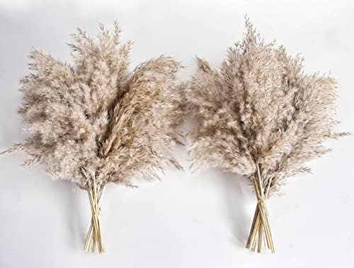 Pampas Grass Decor, Natural Dry Pampas Grass Small, Short Pampass Bulk for Farmhouse, Wall, Kitchen, Bedroom
