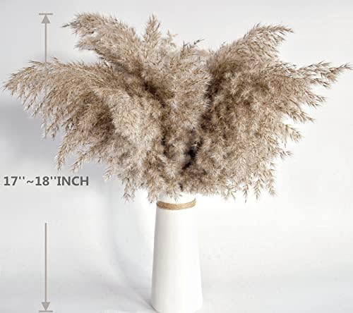 Pampas Grass Decor, Natural Dry Pampas Grass Small, Short Pampass Bulk for Farmhouse, Wall, Kitchen, Bedroom, alternate view