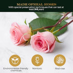 Premium Preserved Light with LED Light in Glass Dome - Long-Lasting Real Flower Gift for Women, Daughter, Mom, alternate view