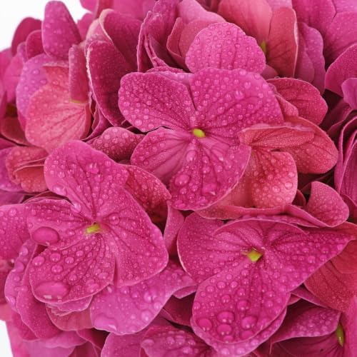 Real Touch Hydrangea with Glass Vase Rose Pink Full Latex Hydrangeas Artificial Flowers in Vase Lifelike, alternate view 2