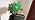 Solar Christmas Tree Outdoor Decor, 4 Pack Waterproof Solar Xmas Decorations Garden Stake Lights, Multi-Color, alternate view
