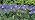 Solar Garden Lights Outdoor, 2 Pack Purple Lavender Solar Butterfly Lights Gardening Gifts for Women, Artificial, alternate